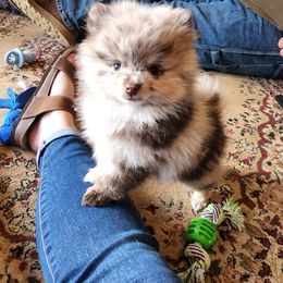 Pomeranian Puppies from Paradise Point Pomeranians