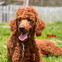 Kobe - Poodle