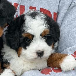 Bernedoodles and Cavapoochons from This is Doodles