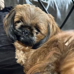 Callie - Shih Tzu