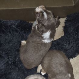 Red tri more white girl asdr - Red tri female Toy Australian Shepherd puppy in Madisonville, Tennessee from LaRose Farm & Kennels