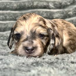Ruby - 4250 - Dapple female Dachshund puppy in Biloxi, Mississippi from Southern Doxies