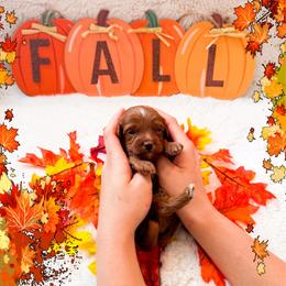 Thursday - Red  male Goldendoodle puppy in Kissimmee, Florida from Poodle Doodle Kennels