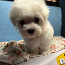 Boy 1 - White male Maltese puppy in Clover, South Carolina from Cudi’s Buddies