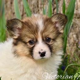 Cherry - Red female Pembroke Welsh Corgi puppy in East Canton, Ohio from Victorian Farms
