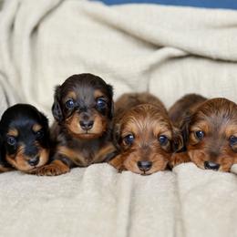 Dachshund puppies from Golden Hill Dachshunds
