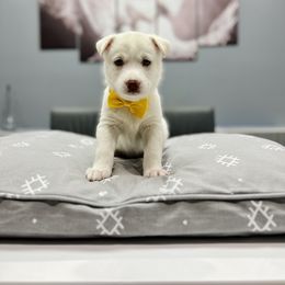 Maltese and Siberian Husky Puppies from Nyx’s Pack