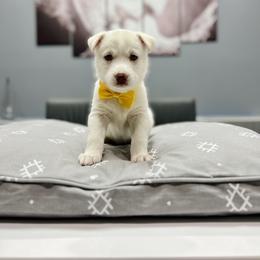 Maltese and Siberian Husky Puppies from Nyx’s Pack