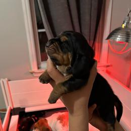 Thyme - Black white and tan male Basset Hound puppy in Willow Spring, North Carolina from Blackberry Creek Basset Hounds