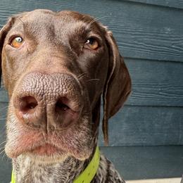 Brisket - German Shorthaired Pointer
