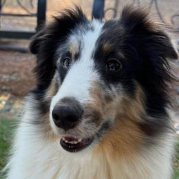 Ruby - Shetland Sheepdog