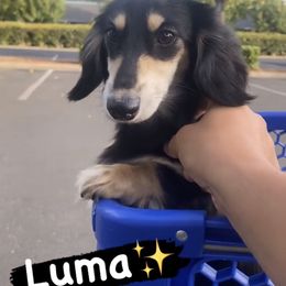 Luma - Dachshund