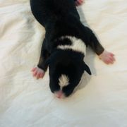 Plumette - Tri-color Australian Koolie puppy in West Richland, Washington from KittyHawkKoolies