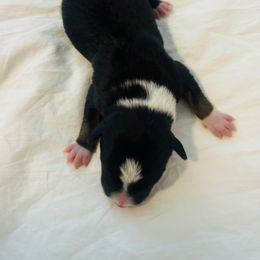 Plumette - Tri-color Australian Koolie puppy in West Richland, Washington from KittyHawkKoolies