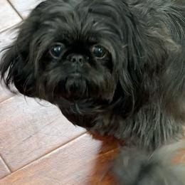 Parker - Shih Tzu