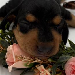 Nori - Black and tan female Dachshund puppy in Brownsville, California from Pine & Pasture Dachshunds