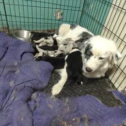 Australian Shepherd and Great Dane Puppies from AEW Farm