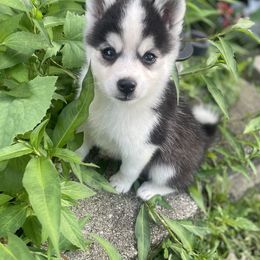 Mylo - Black and white male Pomsky puppy in Burton, Michigan from Snow Shark Pomskys