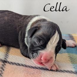 Cella - Brindle female Boxer puppy in Mountain Home, Idaho from LJK Boxers & Toy Aussies