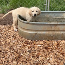 Goldendoodle and Golden Retriever Puppies from Golden Valley Farm and Kennel