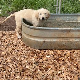 Goldendoodle and Golden Retriever Puppies from Golden Valley Farm and Kennel