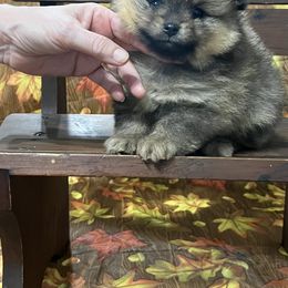 Pomeranian Puppies from O'My Heart Pomeranians
