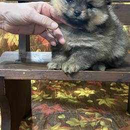 Pomeranian Puppies from O'My Heart Pomeranians