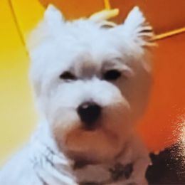 Tyson - West Highland White Terrier