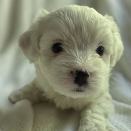 Fern - White male Maltipoo puppy in Bremerton, Washington from Missy's Little Garden