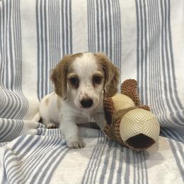 AKC Noodle - Cream male Dachshund puppy in Indiana from Dani’s Darling Doxies