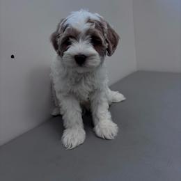 Milo - Parti male Goldendoodle puppy in Fort Myers, Florida from Gandystailsofjoy