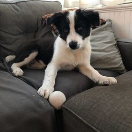 Border Collie Puppies from EOT Border Collies