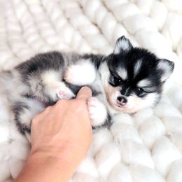 Luna - Black and white female Pomsky puppy in Greencastle, Indiana from JDpomskies