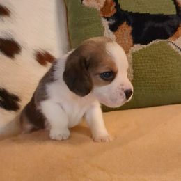 Bella - Black tan and white female Beagle puppy in Jerome, Missouri from Beam's Beagles