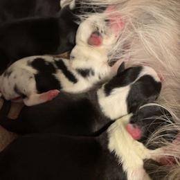 Cardigan Welsh Corgi puppies from BELieve Cardigan Welsh Corgis