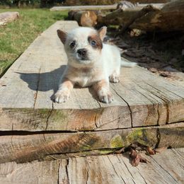 Orchard - Red mottled female Australian Cattle Dog puppy in Mena, Arkansas from Red Desert Australian Cattle Dogs