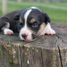 Rigatoni - Black and white female Cardigan Welsh Corgi puppy in Garrett, Indiana from Chloe's Colorful Corgis