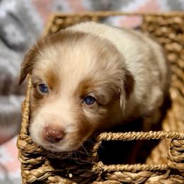 Rose - Red merle female Australian Shepherd puppy in Clover, South Carolina from Jo’s Aussies