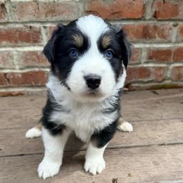 Omar - Black tri-color male Australian Shepherd puppy in Yelm, Washington from Country Rose Australian Shepherds