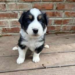 Omar - Black tri-color male Australian Shepherd puppy in Yelm, Washington from Country Rose Australian Shepherds