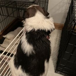 Shih Tzu Puppies from Dorothy Agrippino's Shih Tzus