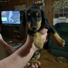 Ralphie - Black and tan male Dachshund puppy in Harriet, Arkansas from B&K Dachshunds