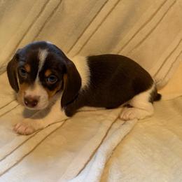 CKC Lime - Piebald male Dachshund puppy in Grand Valley, Pennsylvania from Dachshunds on the Hill