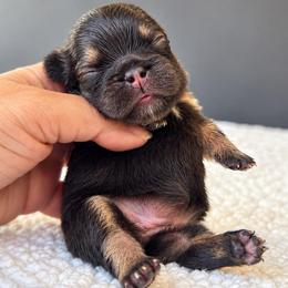 Godiva-A Little Piece of Heaven - Tricolors female French Bulldog puppy in Porter, Texas from Whatabulldog