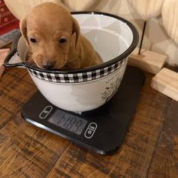 Bubbles - Red female Dachshund puppy in Madisonville, Texas from Little B’s Dachshund Farm