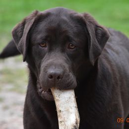 French Bulldog and Labrador Retriever Puppies from Gainesfield Labradors