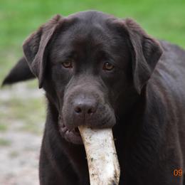 French Bulldog and Labrador Retriever Puppies from Gainesfield Labradors