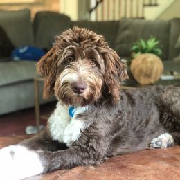 Aussiedoodle All Grown Up from Sand Hill Aussies and Doodles