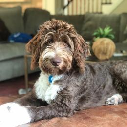 Aussiedoodle All Grown Up from Sand Hill Aussies and Doodles