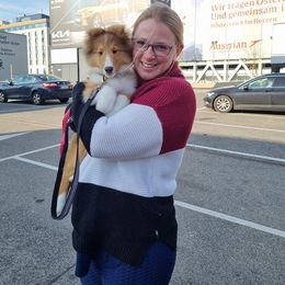 Shetland Sheepdog Puppies from Kristi Walker